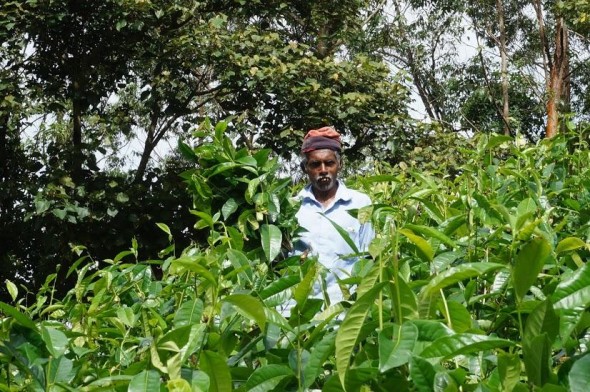 tea picker in sri lanka