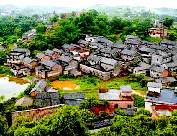 heng xian jasmine tea