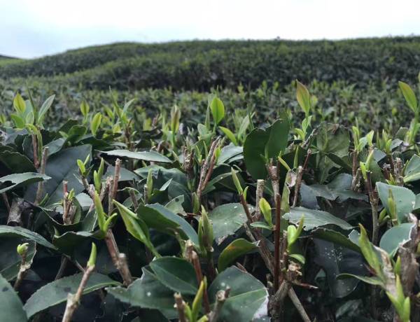 early spring tea buds qingming